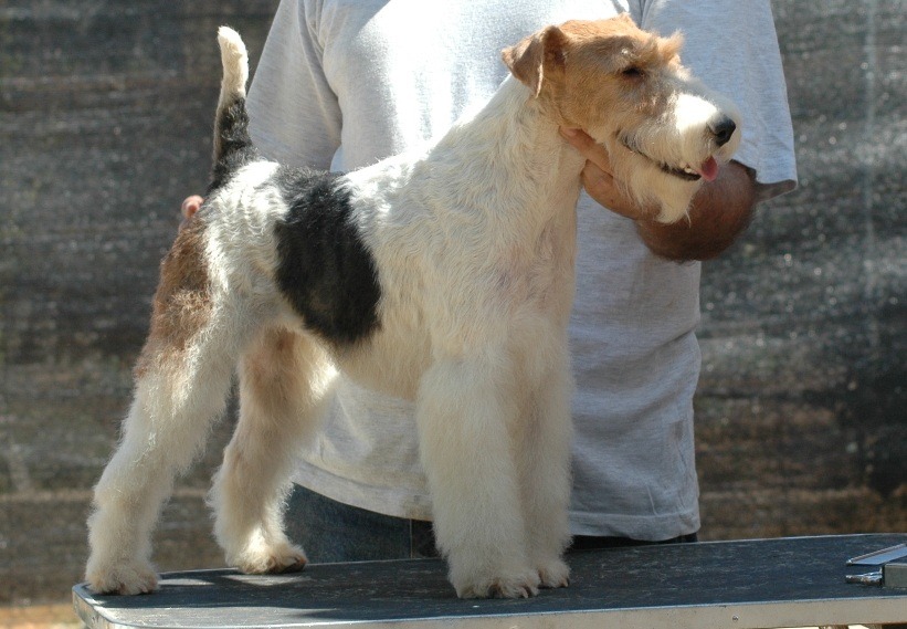 Acheter un fox terrier: nos conseils