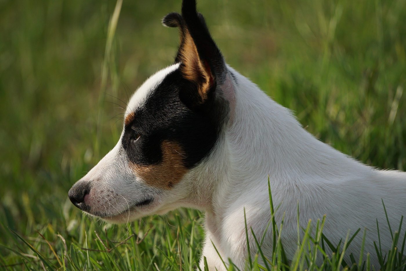 Apprendre à votre fox terrier à vous écouter