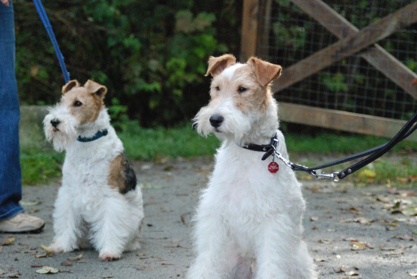 Quels accessoires pour votre fox terrier?