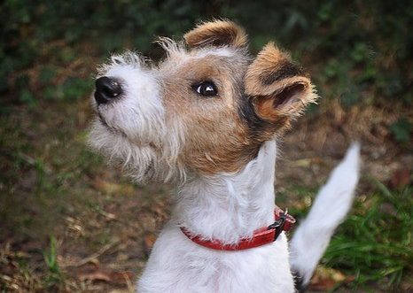 Les traits de caractère d’un fox terrier