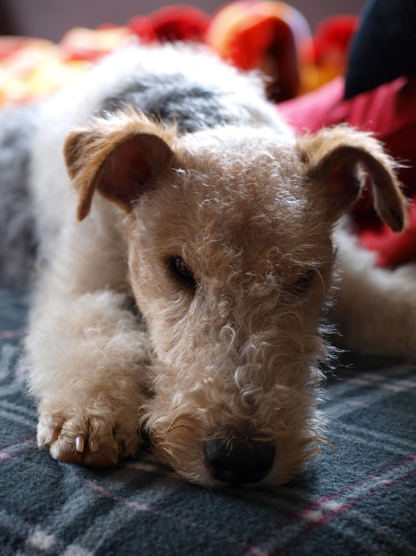 santé fox terrier