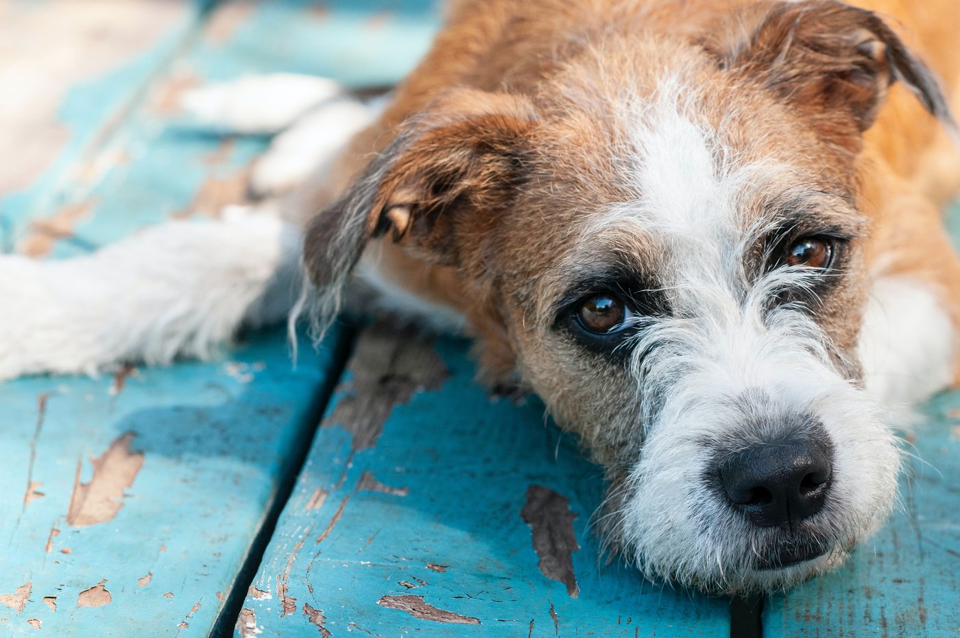 Les différents problèmes de santé des fox terriers