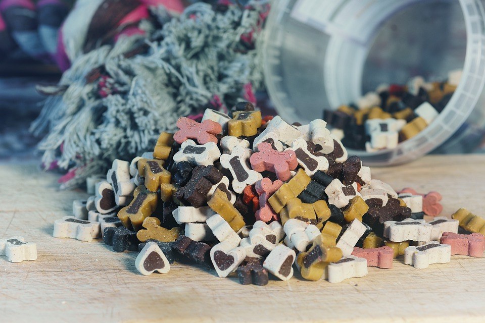 La meilleure alimentation pour les fox terriers