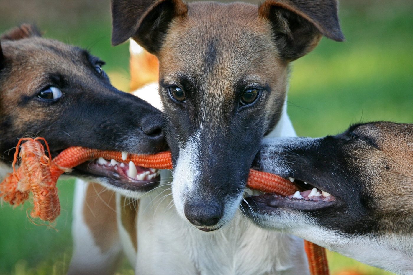 Les meilleures activités pour occuper votre fox terrier
