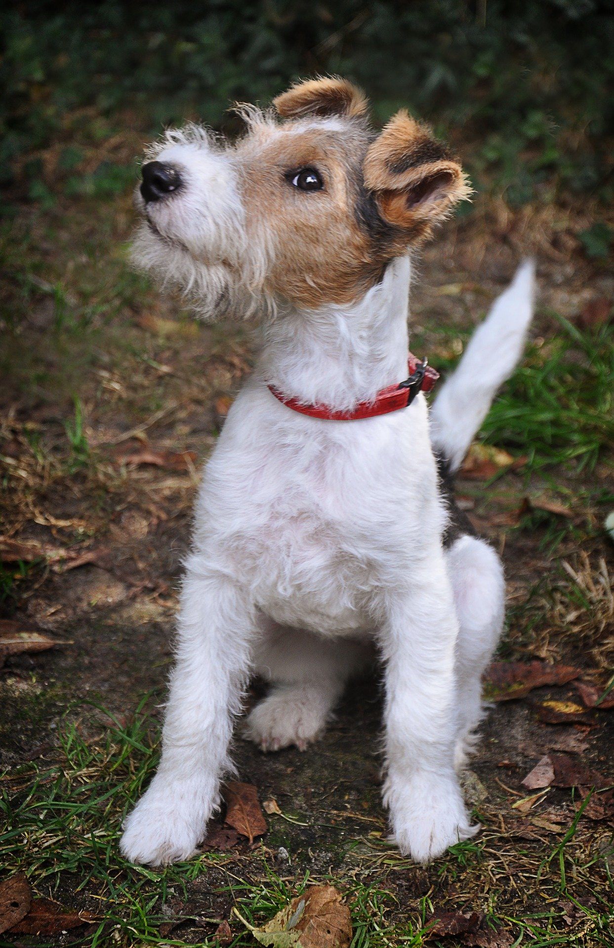 rappel fox terrier