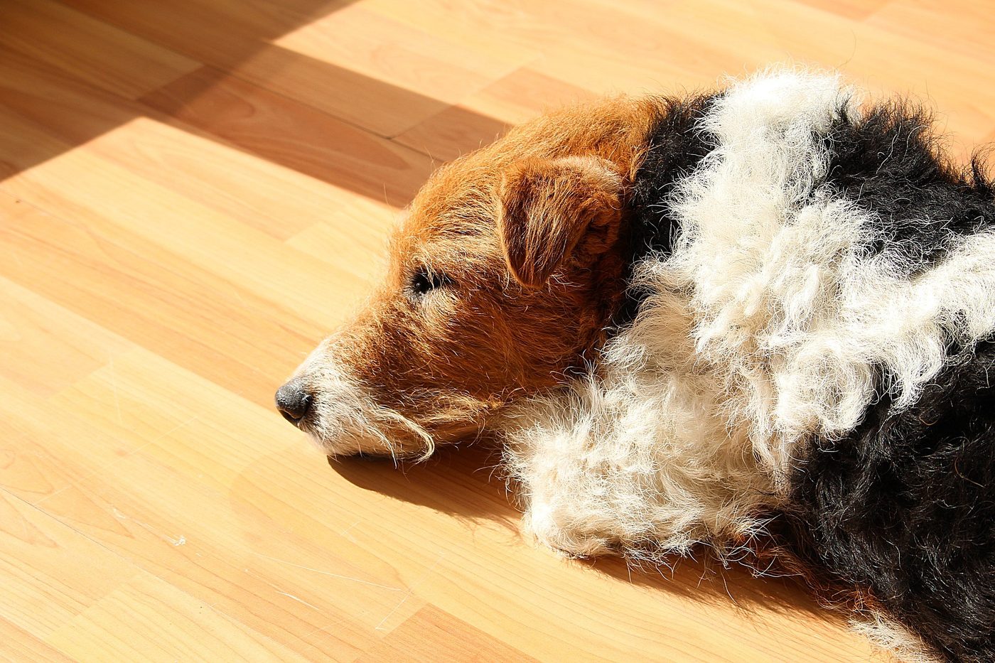 Prendre soin d'un fox terrier : les basiques
