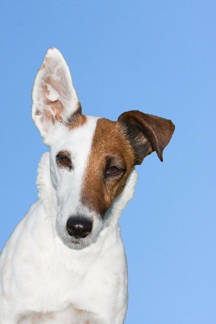 caractère fox terrier