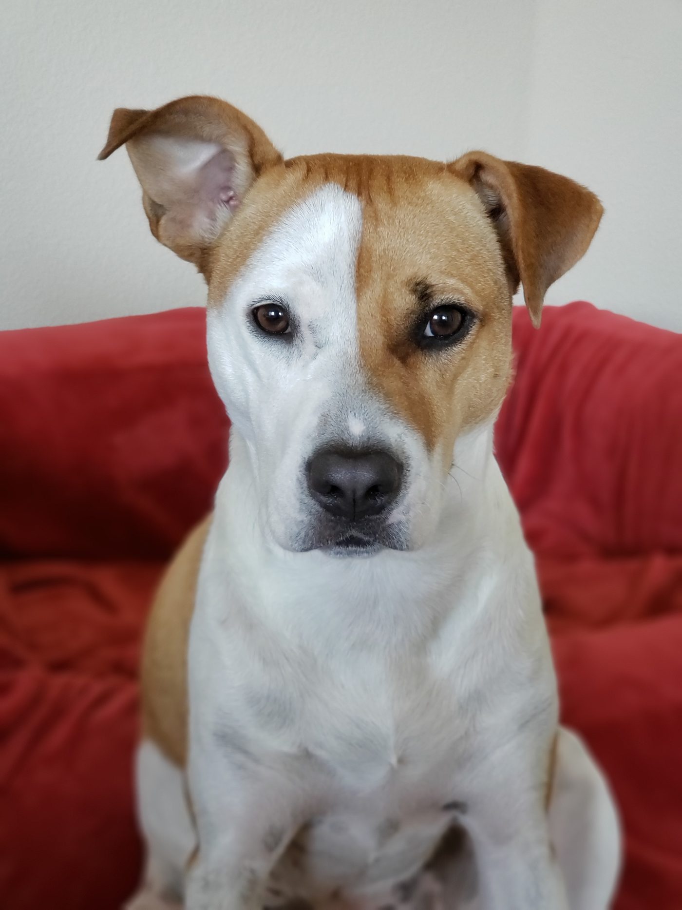 Petit chien fox terrier