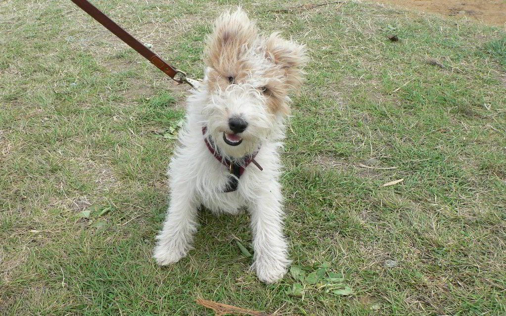 Eduquer son fox terrier: le rappel