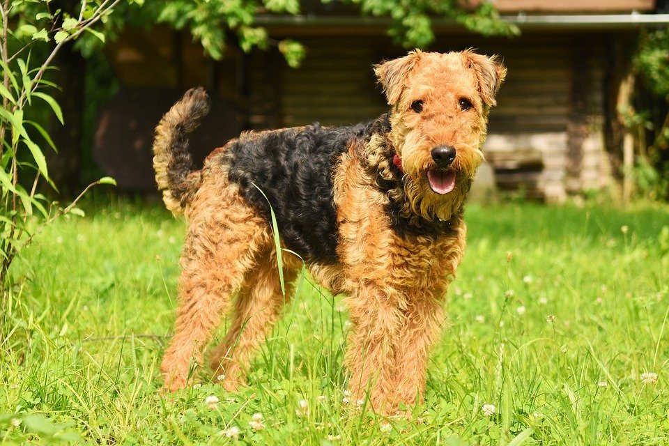 Les races de chiens terriers