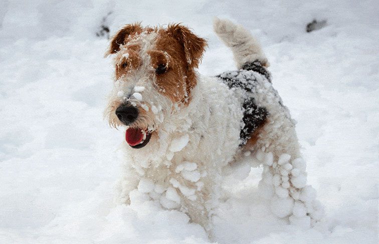 Comment bien éduquer un fox terrier ?