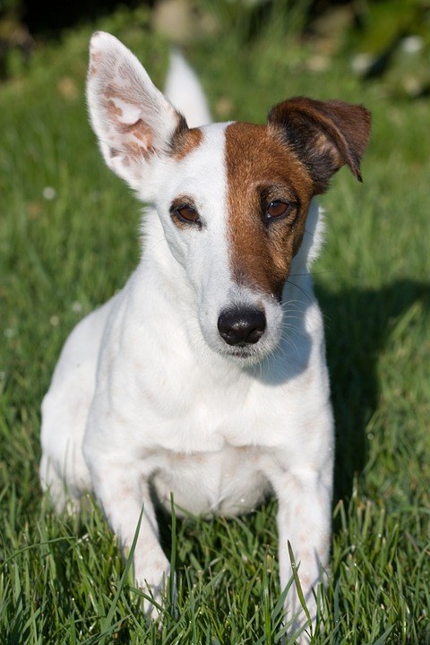 Les différents types de chiens terriers