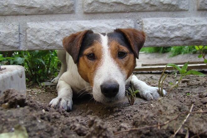 Creuser : activité préférée de votre fox terrier