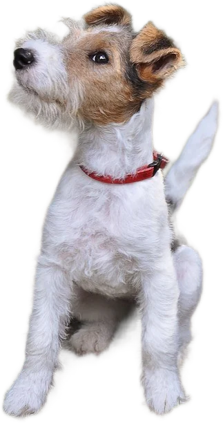 Jeune fox-terrier à poil dur assis, collier rouge, détouré
