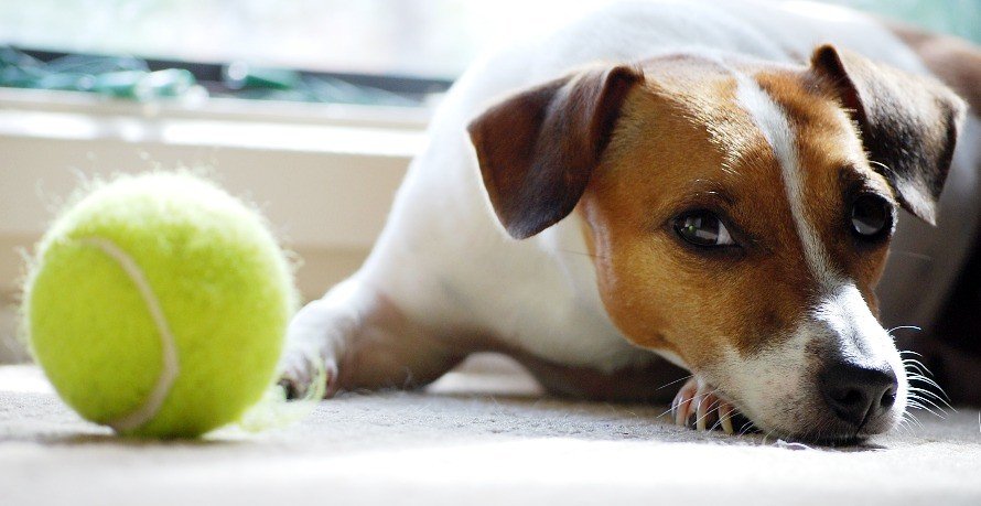 Le Fox Terrier est-il le chien qu'il vous faut ?