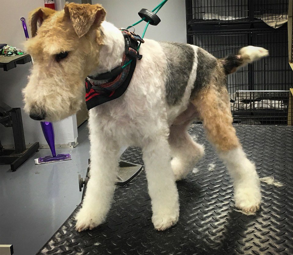 toilettage du fox terrier