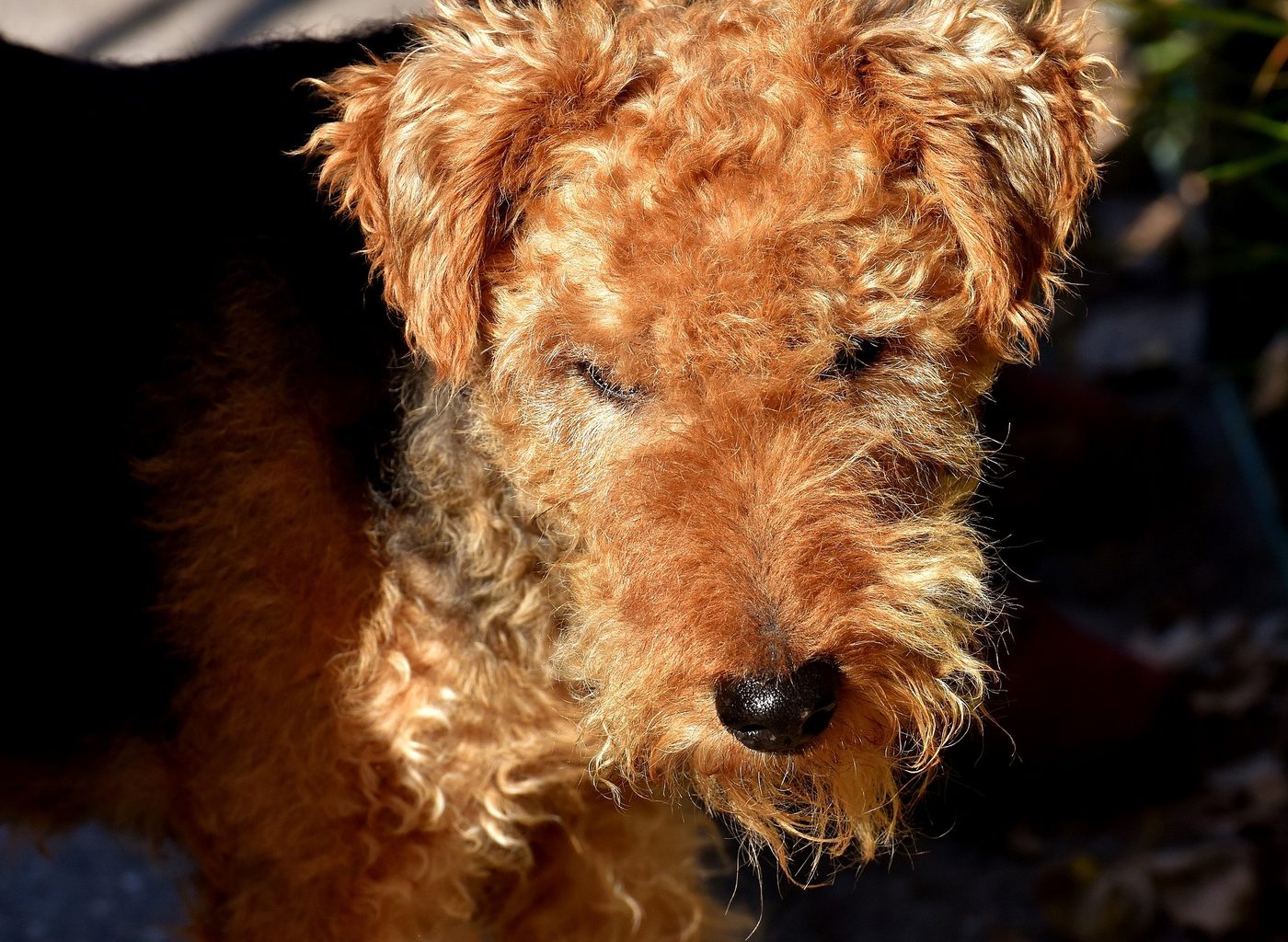 Le toilettage du fox terrier: ce qu'il faut savoir
