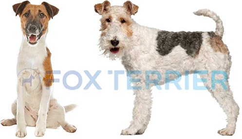Un fox-terrier à poil lisse assis et un fox-terrier à poil dur debout, détourés